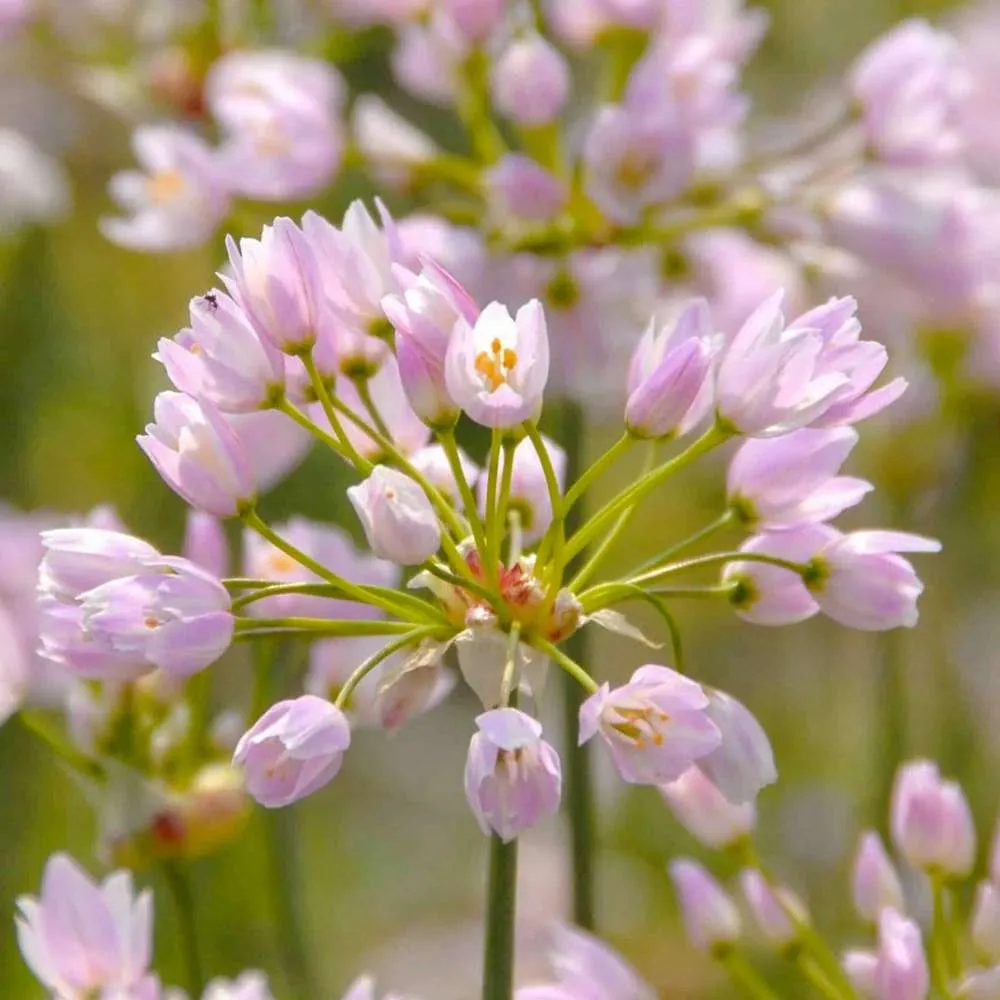 Laser Level Allium 'Roseum'