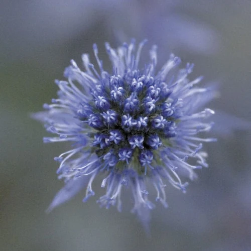 Mandstro 'Blue Glitter' Work Light