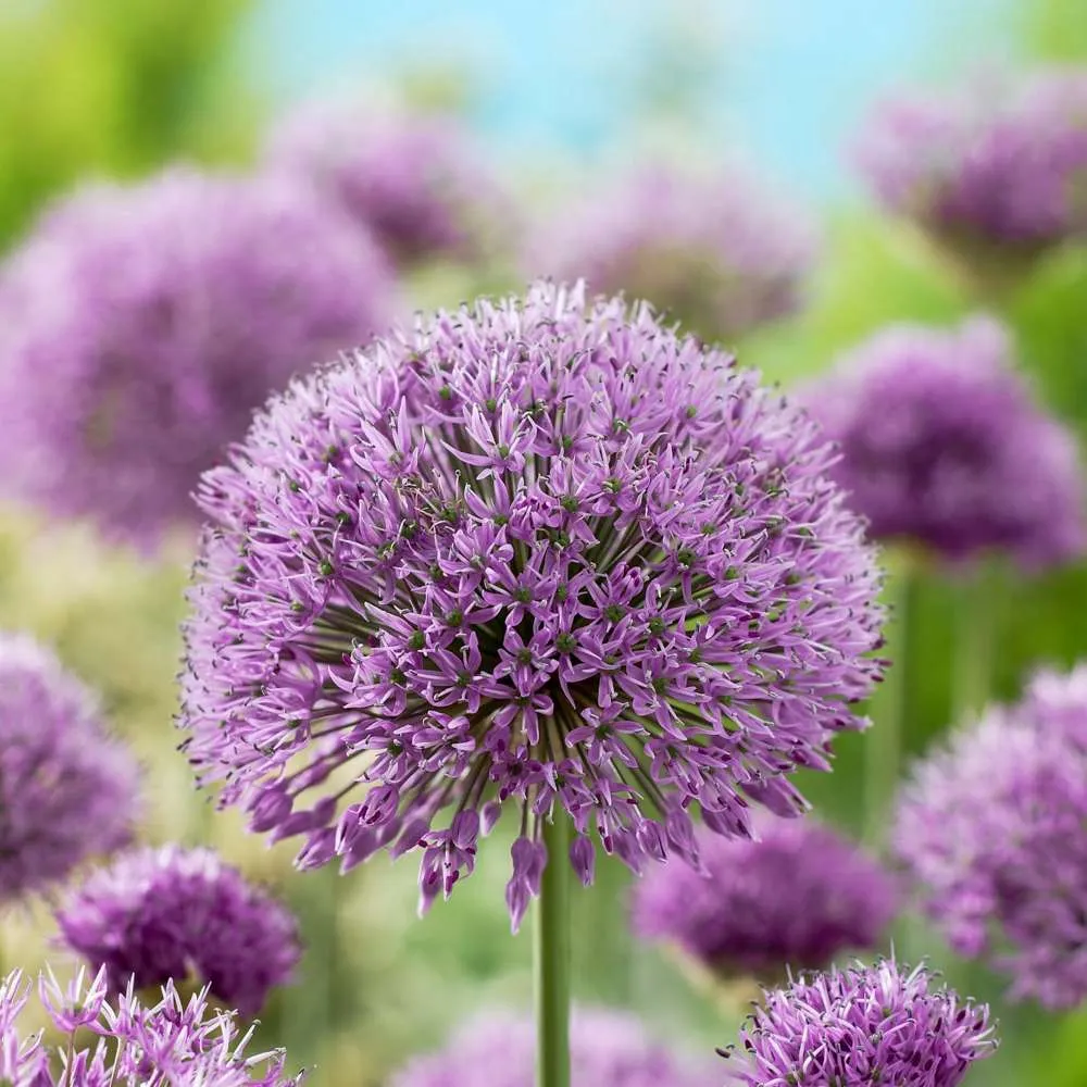 Multifunktionel Allium 'Aflatunense'