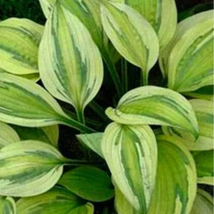 Multifunktionel Hosta 'Captain's Adventure'