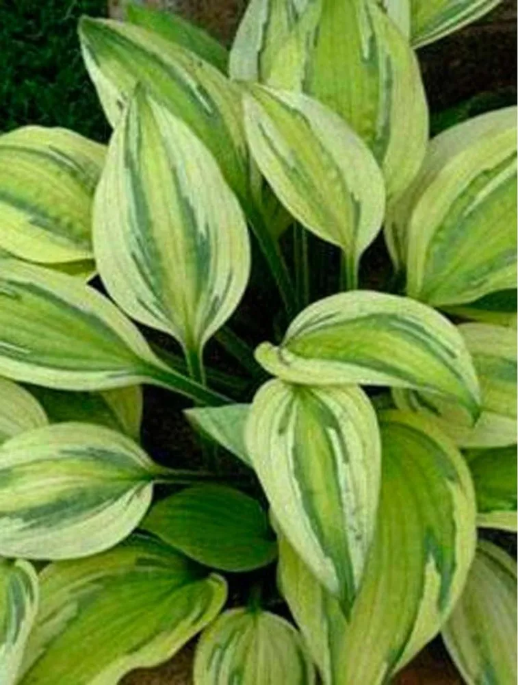 Multifunktionel Hosta 'Captain's Adventure'