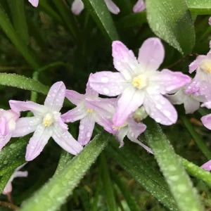Multifunktionel Ipheion 'Tessa'