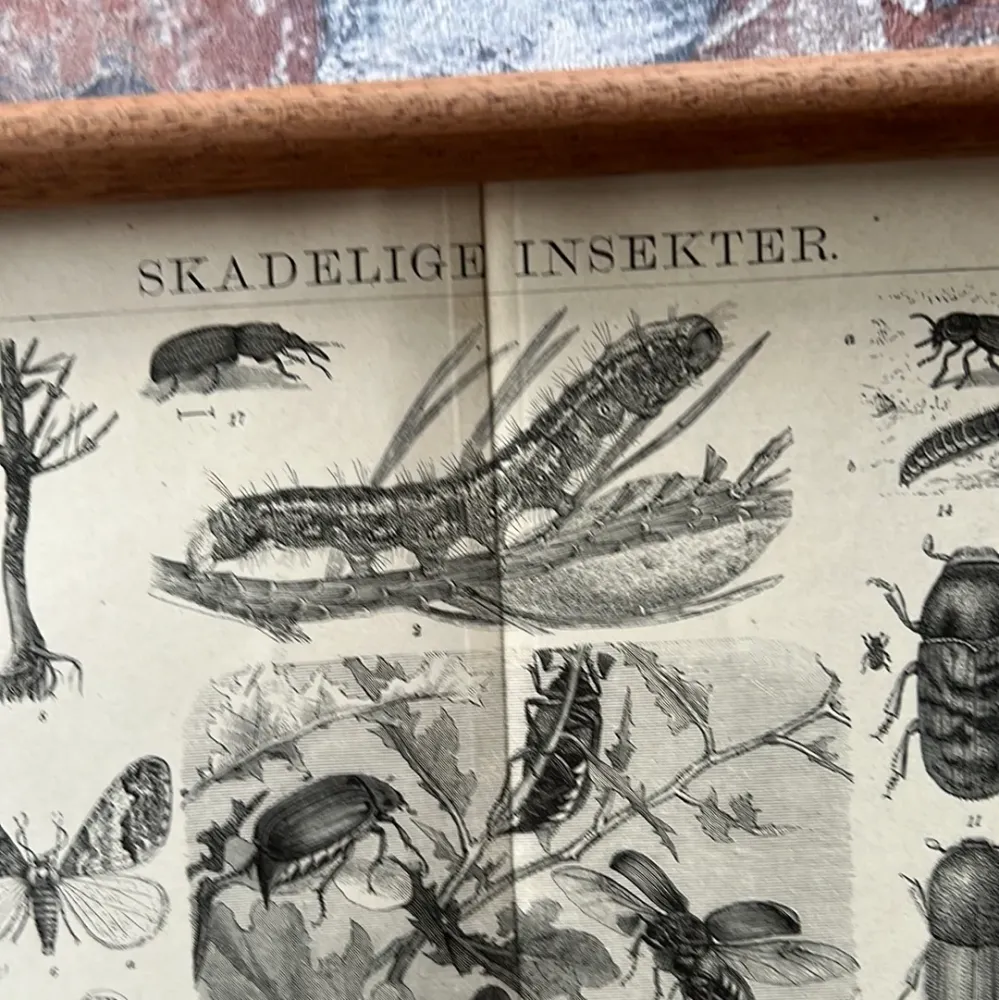 Multifunktionel Skadelige insekter