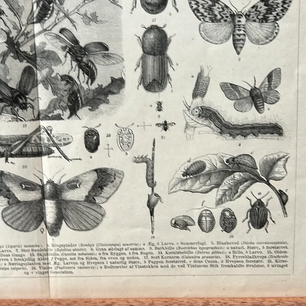 Multifunktionel Skadelige insekter