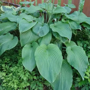 Multi-Purpose Hosta 'T-Rex'