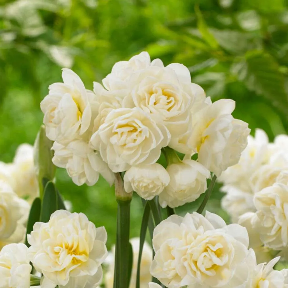 Narcissus 'Erlicheer' Brushed Nickel