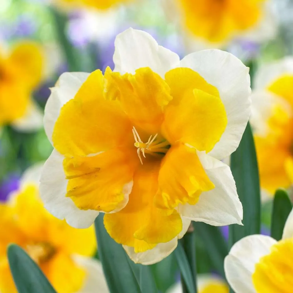 Narcissus 'Orangery' Quick-Release