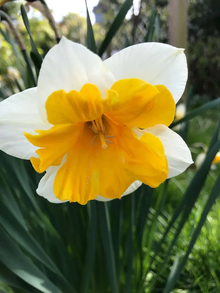 Narcissus 'Orangery' Quick-Release