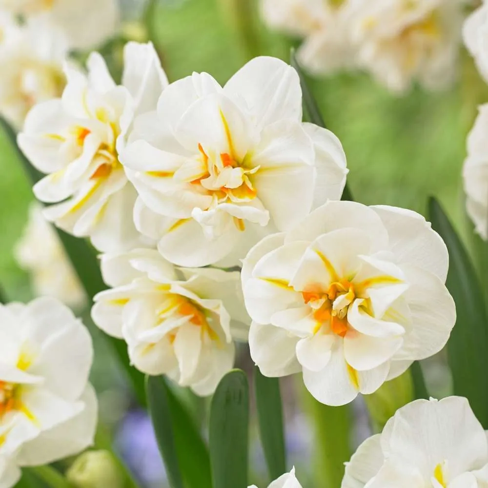 Narcissus 'Sir Winston Churchill' Vibration Reduction