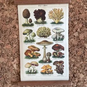 Pilze I