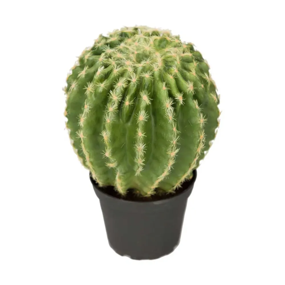 Mr. Plant kaktus - 23