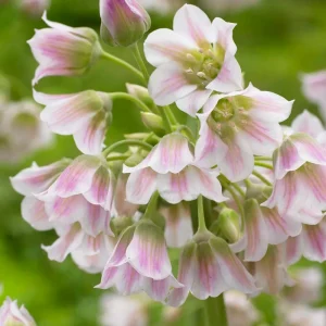 Precision Allium 'Tripedale'