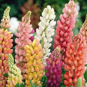 Precision Lupin 'Minarette Regnbue Mix'