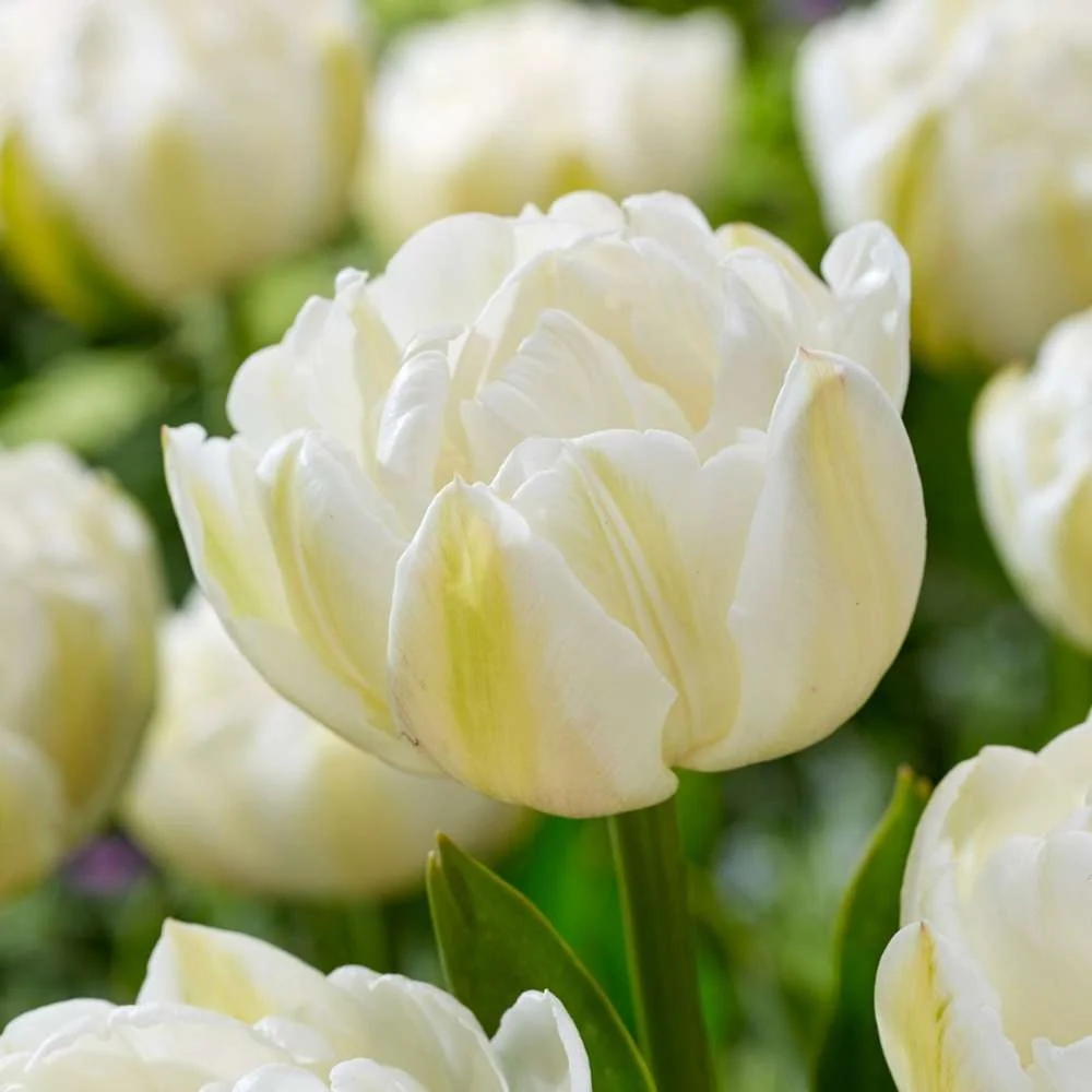 Premium Quality Tulipan 'Mount Tacoma'