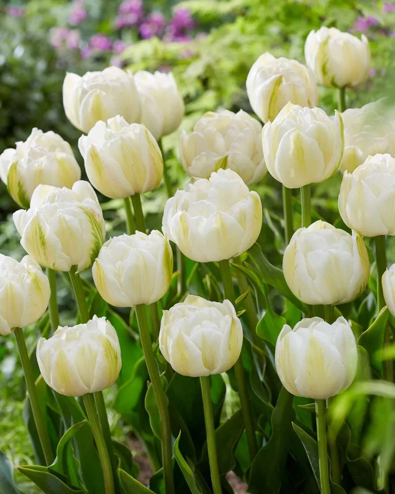 Premium Quality Tulipan 'Mount Tacoma'