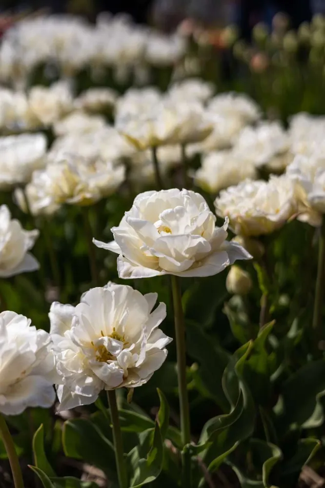 Premium Quality Tulipan 'Mount Tacoma'