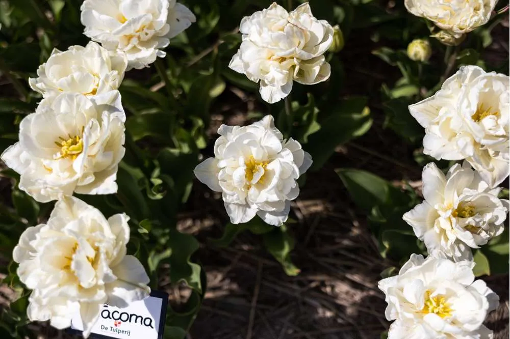Premium Quality Tulipan 'Mount Tacoma'
