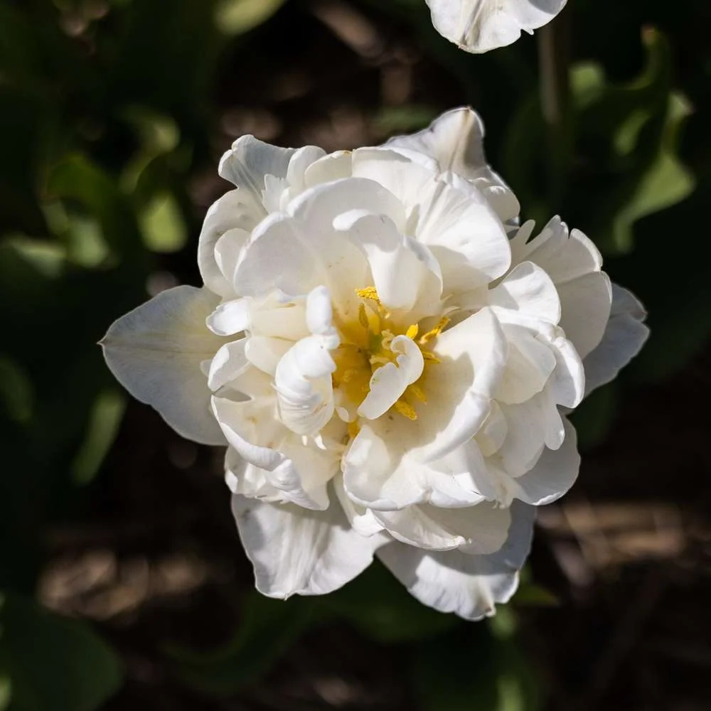 Premium Quality Tulipan 'Mount Tacoma'