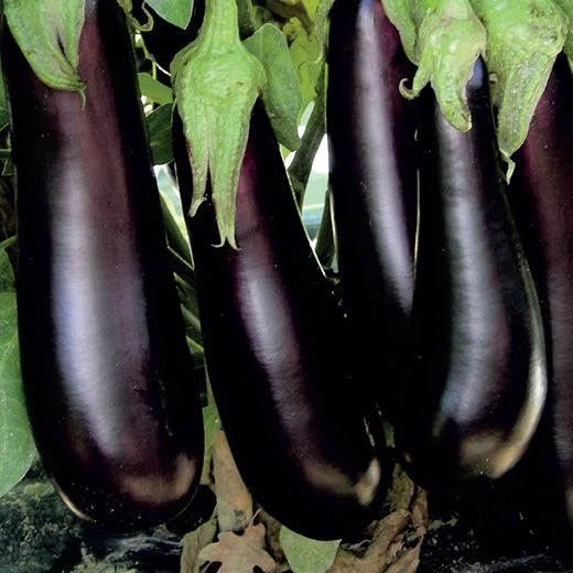Professional Grade Aubergine 'Morella F1'