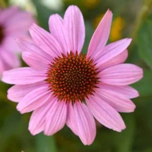 Purpursolhat 'Magnus’