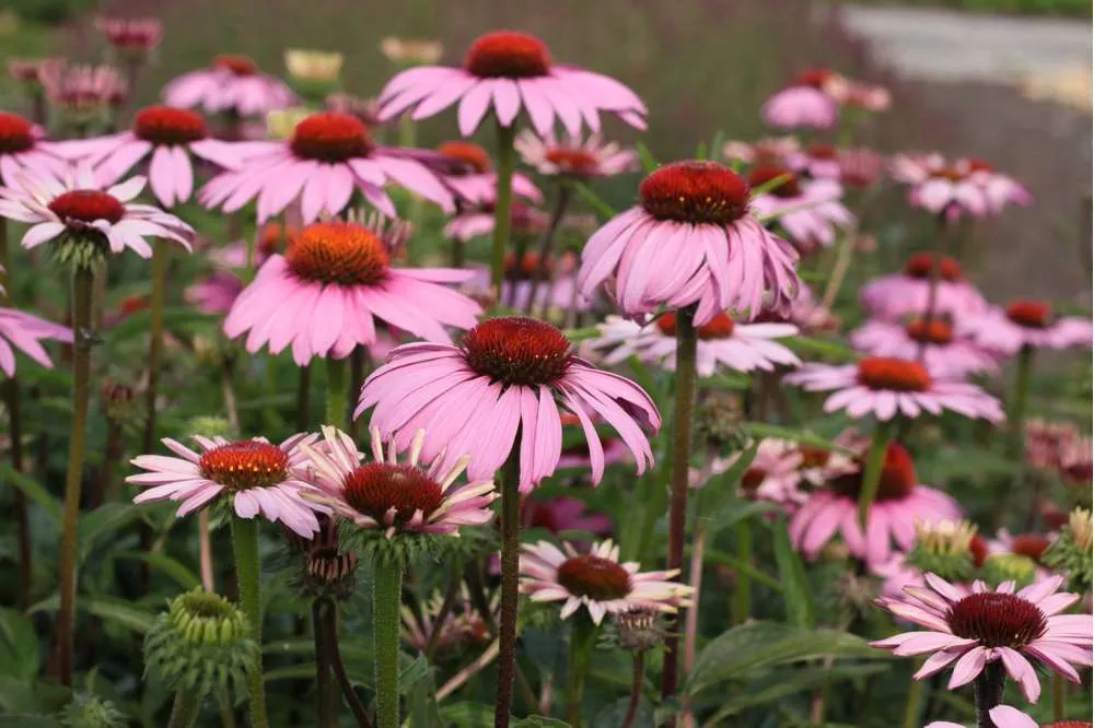 Purpursolhat 'Magnus’