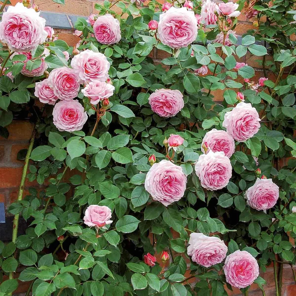 Rosa James Galway (Auscrystal)