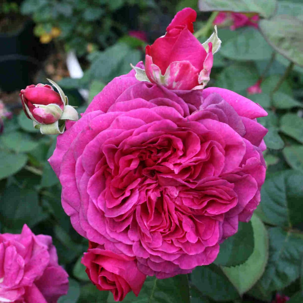 Rosa Laudatio 60cm stamme