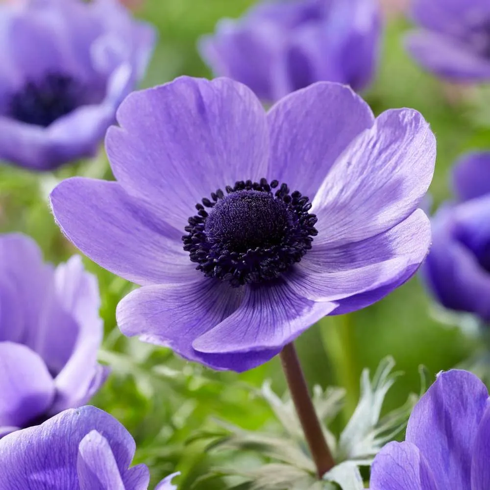 Safety Certified Anemone 'Mr. Fokker'