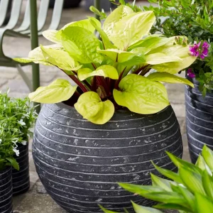Safety Certified Hosta 'Lemon Snap'