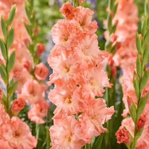 Safety Rated Gladiolus 'Blushed Look®'