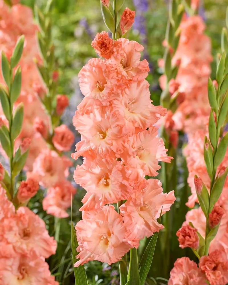 Safety Rated Gladiolus 'Blushed Look®'