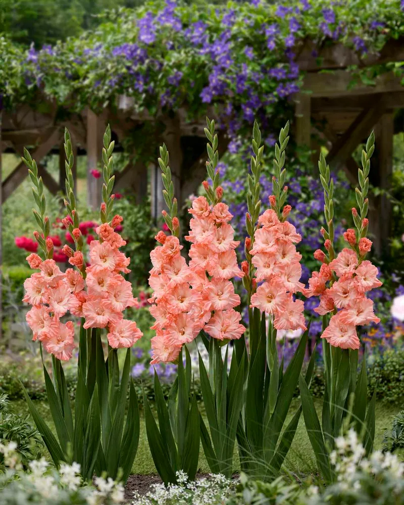 Safety Rated Gladiolus 'Blushed Look®'