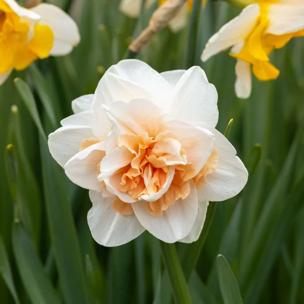 Safety Rated Narcissus 'Delnashaugh'