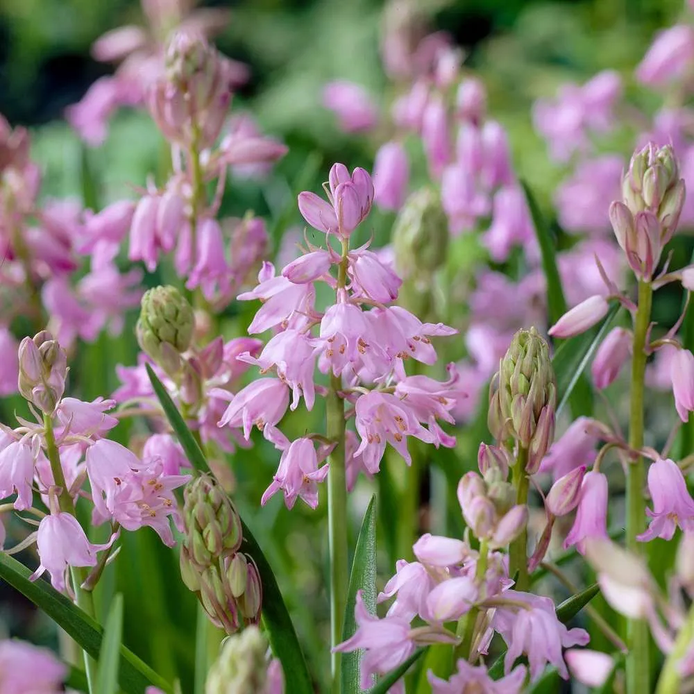 Spansk Scilla 'Dainty Maid'