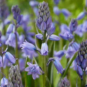 Spansk Scilla 'Excelsior' Easy Installation