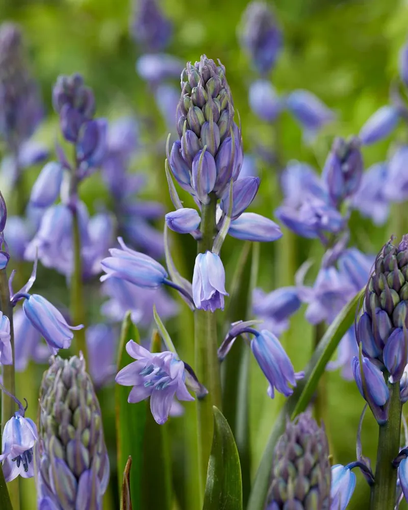 Spansk Scilla 'Excelsior' Easy Installation