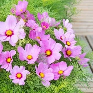Stolt kavaler 'Pink Sunrise'