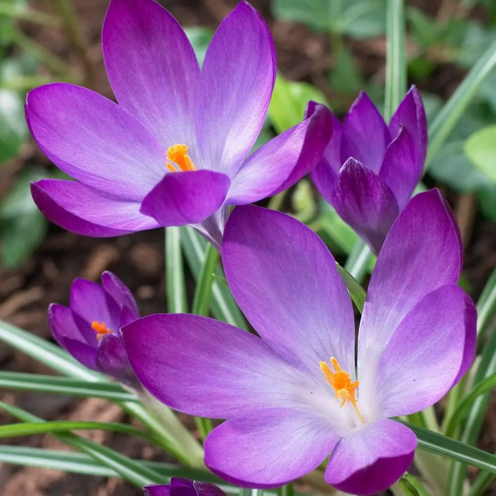 Stud Finder Krokus 'Ruby Giant'