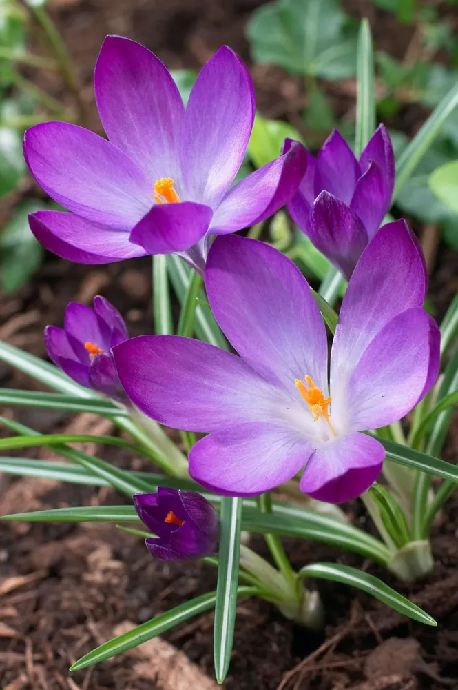 Stud Finder Krokus 'Ruby Giant'
