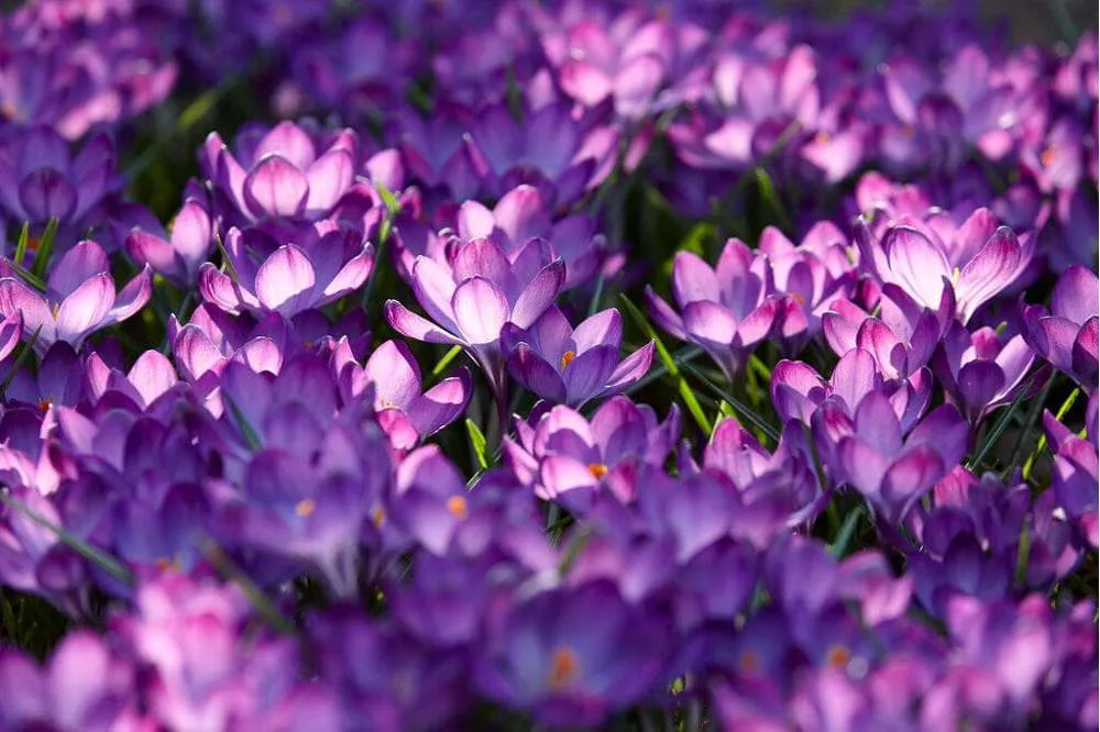 Stud Finder Krokus 'Ruby Giant'