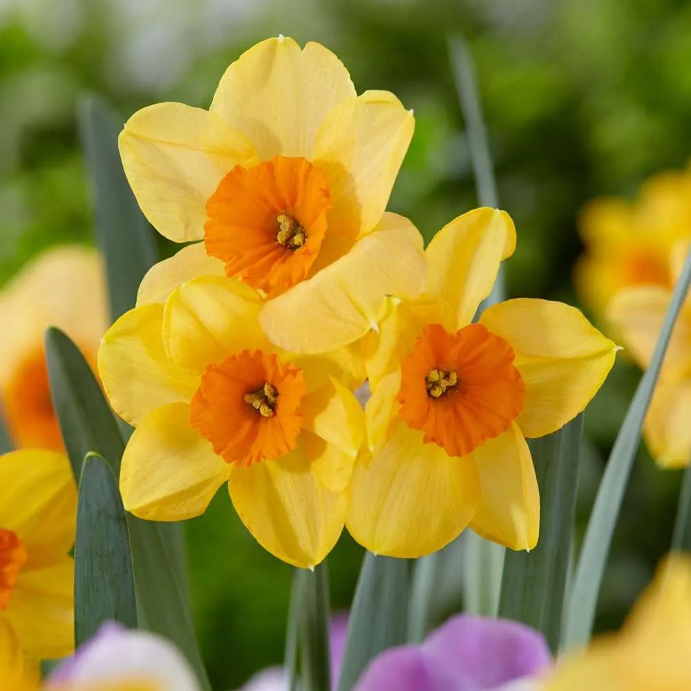 Stud Finder Narcissus 'Kedron'