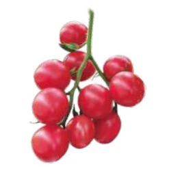 Tomat 'Sunpeach F1' 40-Piece Bit Set