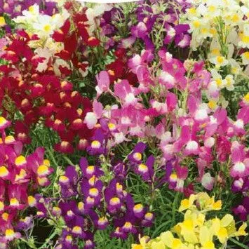 Torskemund 'Fairy Bouquet'