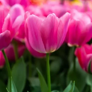 Tulipan 'Big Love' Kit Accessories