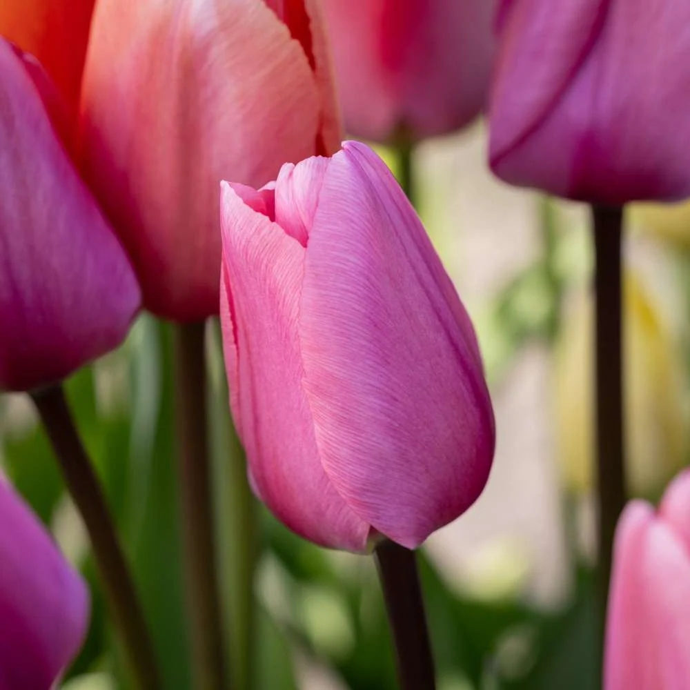 Tulipan 'Big Love' Kit Accessories