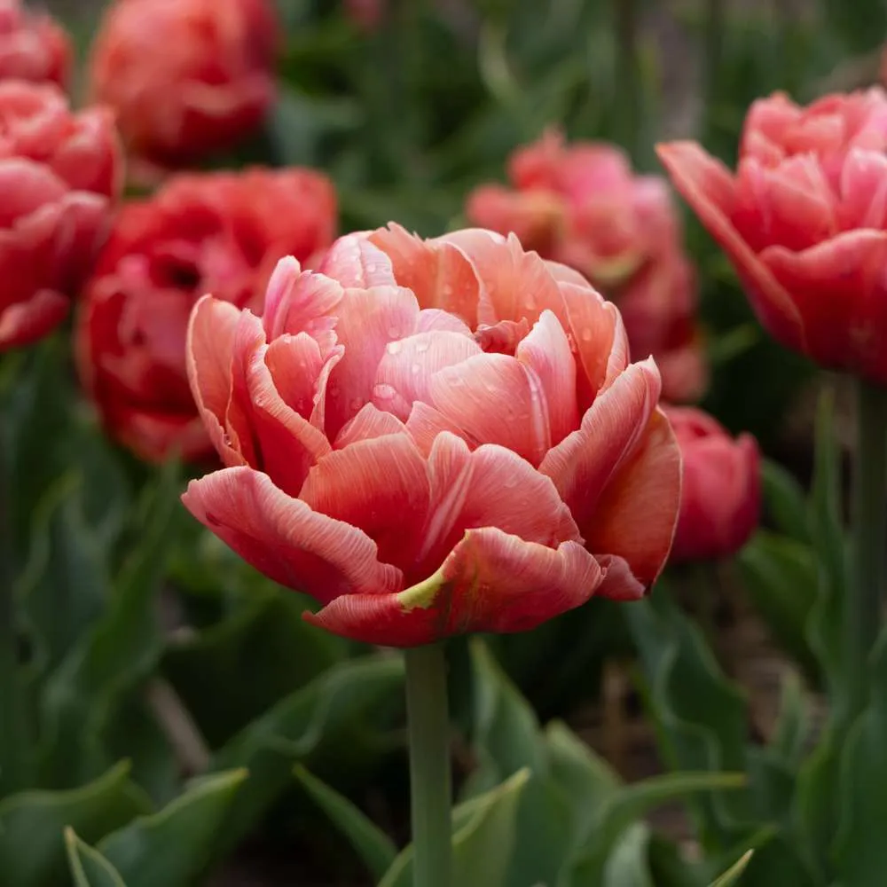 Tulipan 'Copper Image' | Variable Speed | Overload Protection