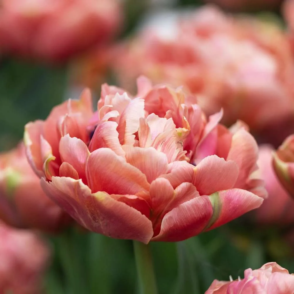 Tulipan 'Copper Image' | Variable Speed | Overload Protection