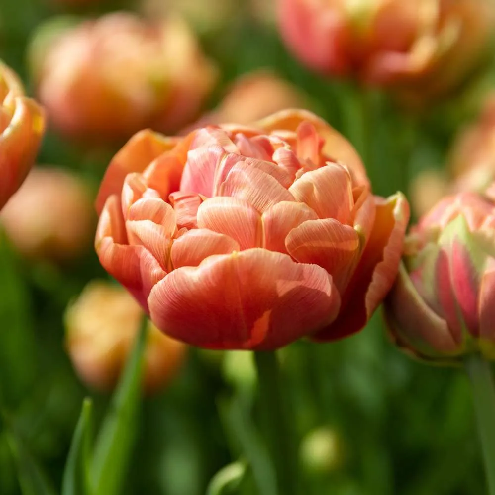 Tulipan 'Copper Image' | Variable Speed | Overload Protection
