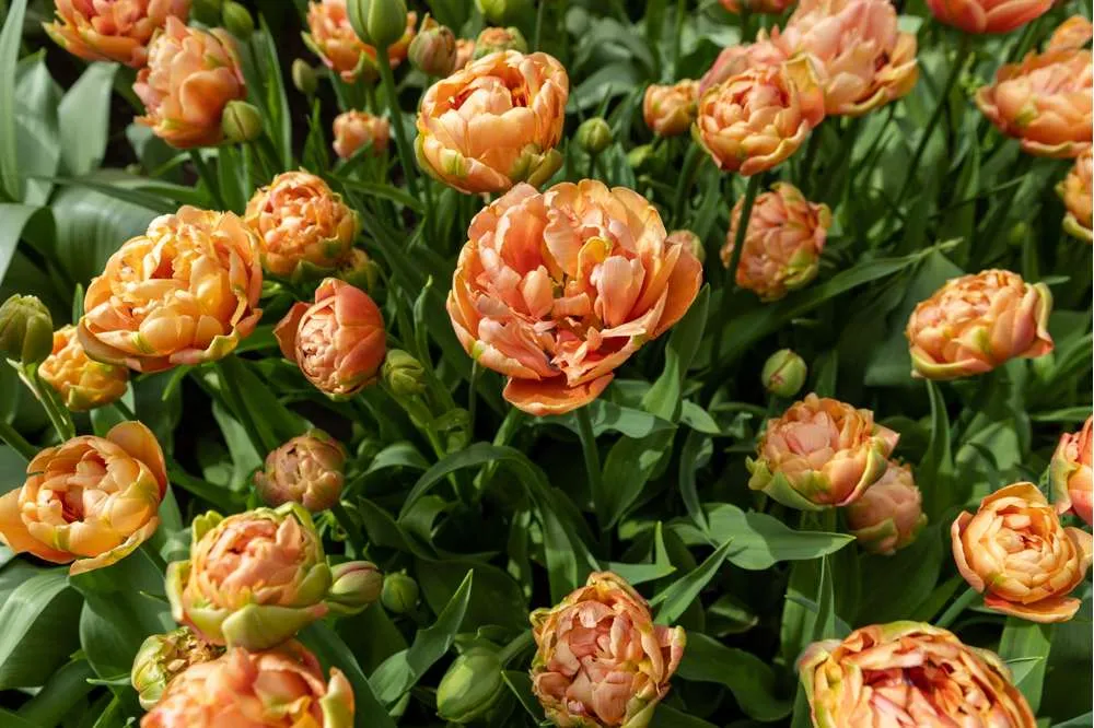 Tulipan 'Copper Image' | Variable Speed | Overload Protection