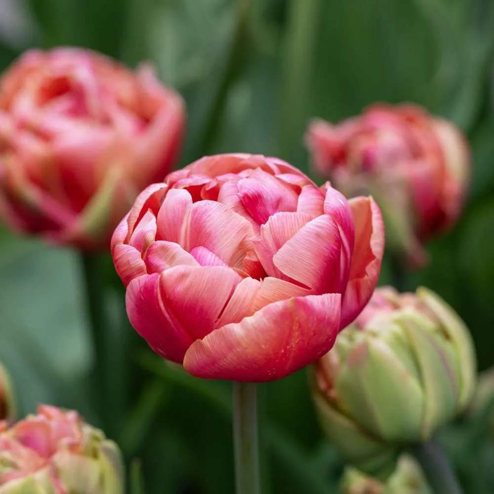 Tulipan 'Copper Image' | Variable Speed | Overload Protection